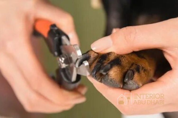 Get Your Dog’s Nail Well-Clipped